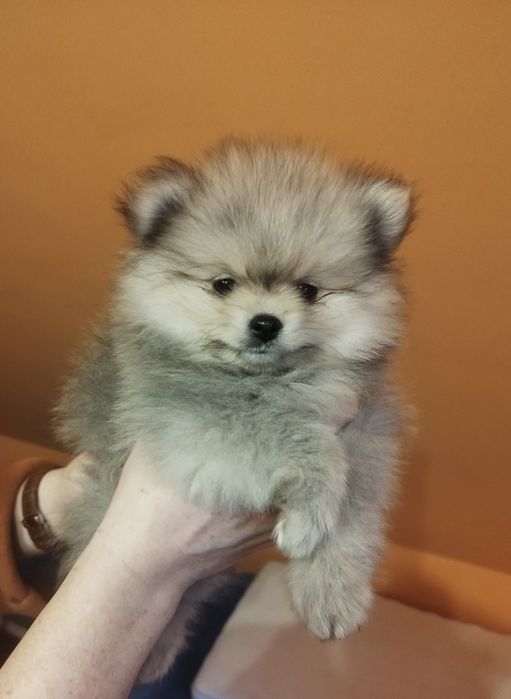 Zkwp Pomeranian szpic miniaturowy