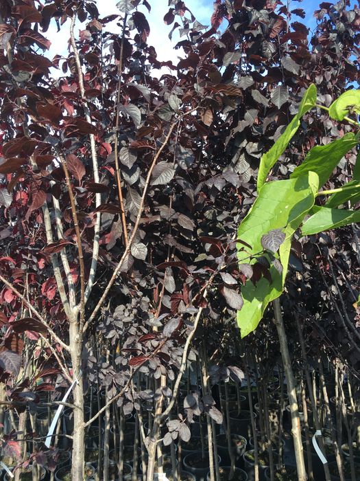 Śliwa wiśniowa (Prunus cerasifera pissardii)