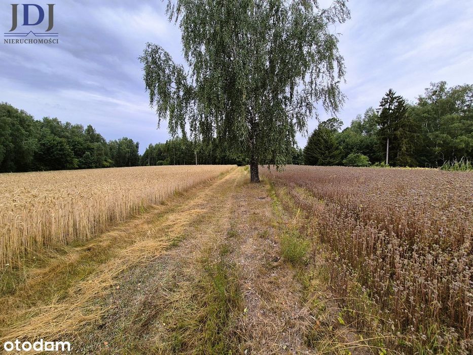 Chata z lasem, 89 ar ciszy i niezwykłego klimatu.