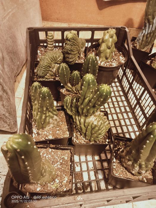 Cacto San Pedro.   Unicos . pague 2 leva 3