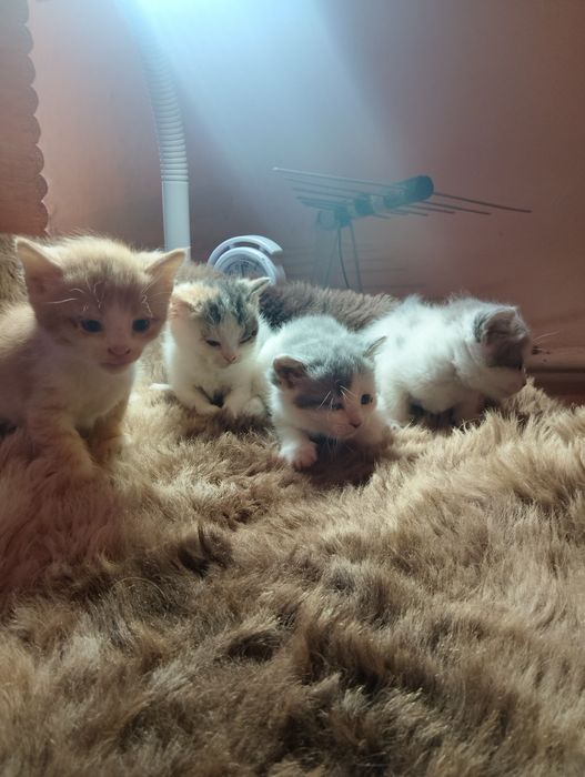 Відам кошенят у добрі руки