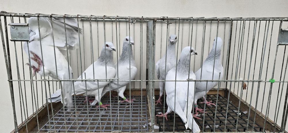 Milki samce samice likwidacja