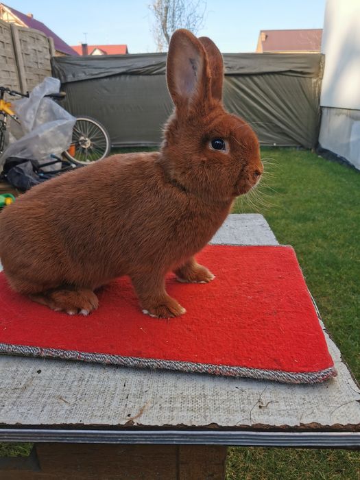 Nowozelandzki Czerwony