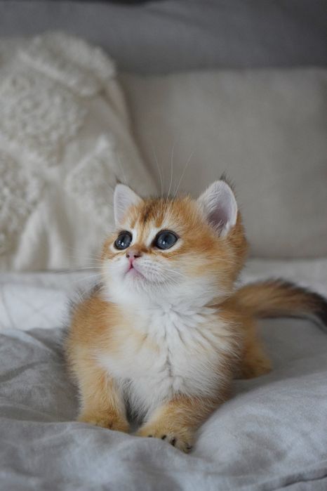 Золоті шиншилли. Британські кошенята