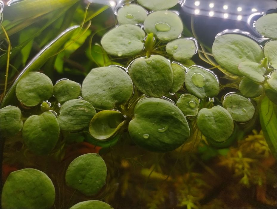 Limnobium gładkie