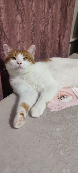 Віддамо Котика Вінні