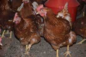 MŁODE KURY NIOSKI Leghorn Z DOWOZEM .Ferma Drobiu KUR z wolnegowybiegu