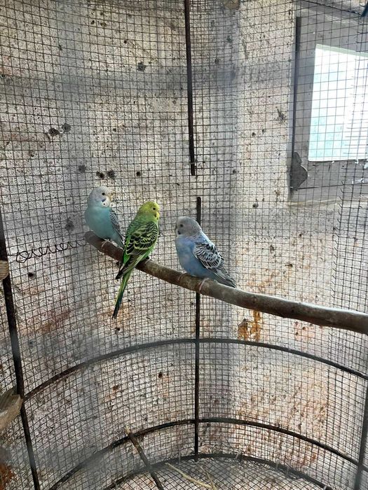 Periquitos Australianos Portador de Blackface