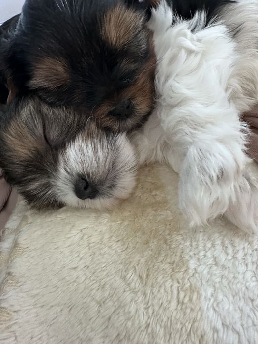 Yorkshire Terrier