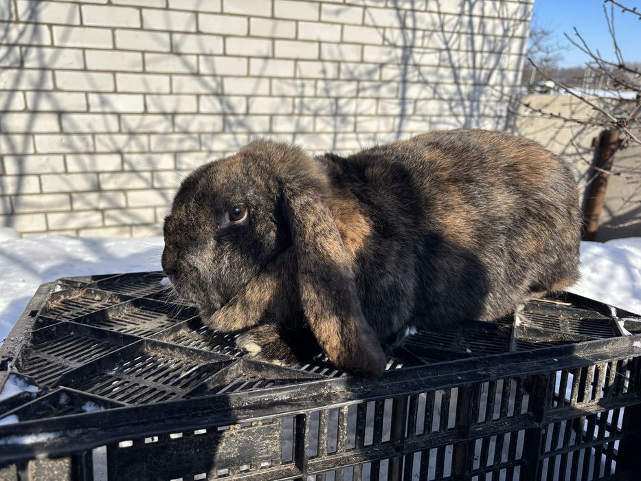 Кролі Французький Баран,Бельгійський велетень, Німецький строкач