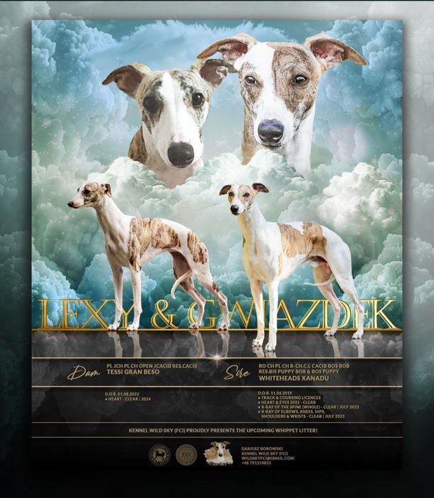Whippet - Chart Angielski / FCI piesek