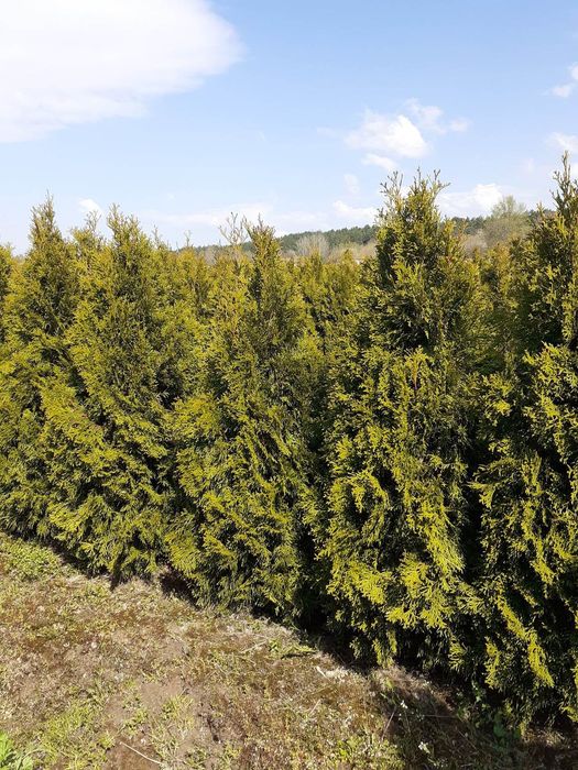 Tuja szmaragd tuje WYPRZEDAŻ 160, 140 cm, 120-130 cm, 100 cm piękne sa