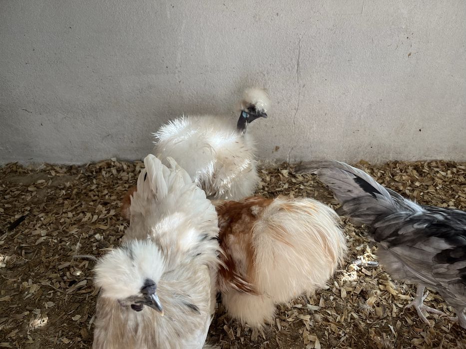 Sedosas do Japao, Paduanas e Holandesas Monuda