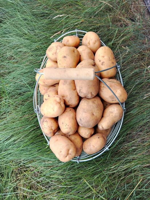 Ziemniaki Denar 50kg 50zł