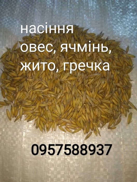 Овес посівний, Ячмінь ярий, Жито, Гречка, Вика, Вико-вівсяна суміш