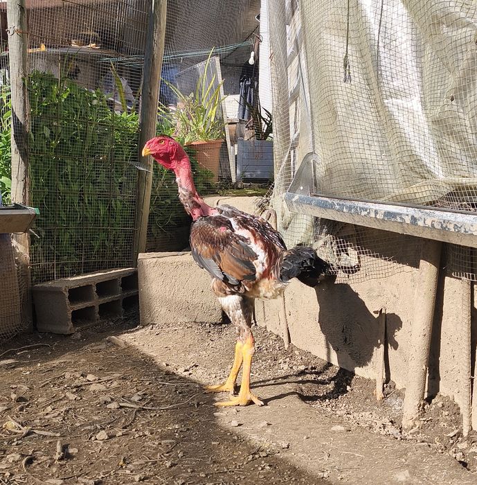 Ovos e Pintos Polaco Gigante