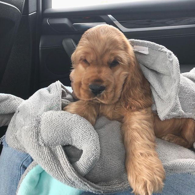 Маленькі цуценята з великими серцями шукають свою сім’ю