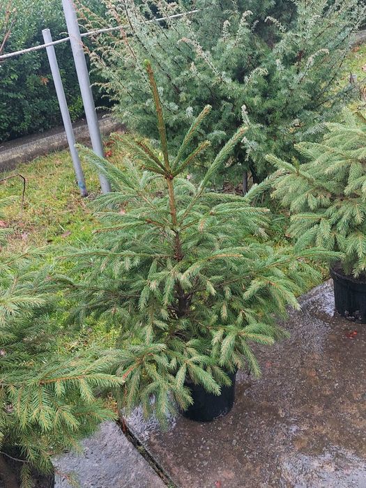 Ялинки різних розмірів