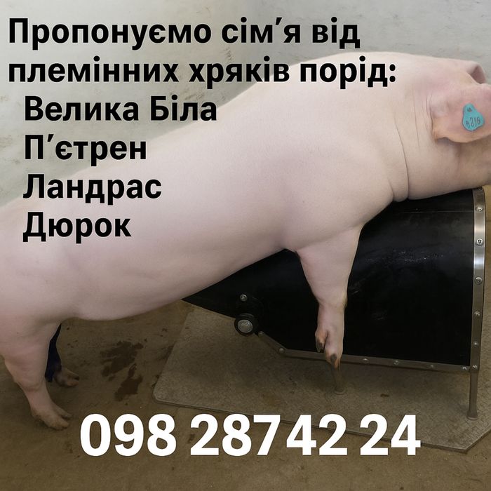 Спермодози від мʼясних порід Пʼетрен,Дюрок,Ландрас,Велика Біла