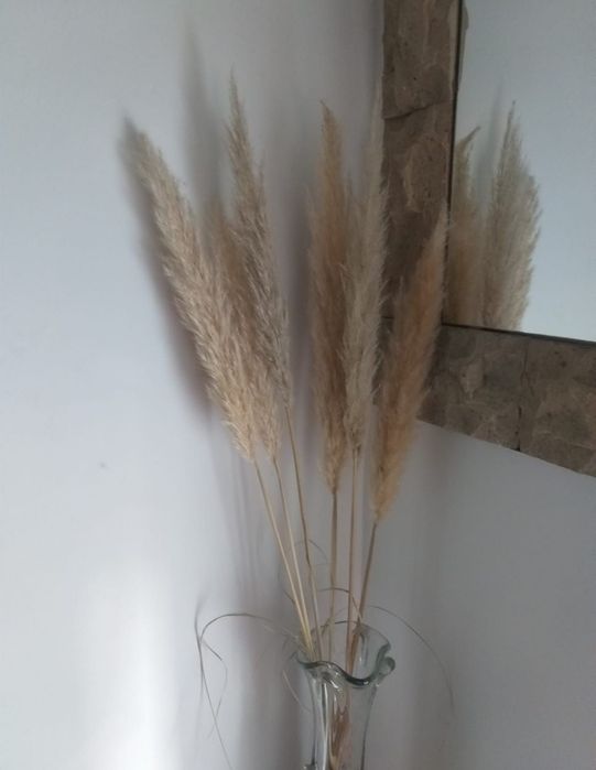 Piuropusze trawa pampasowa