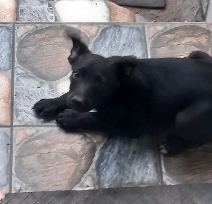 Бой шукає родину