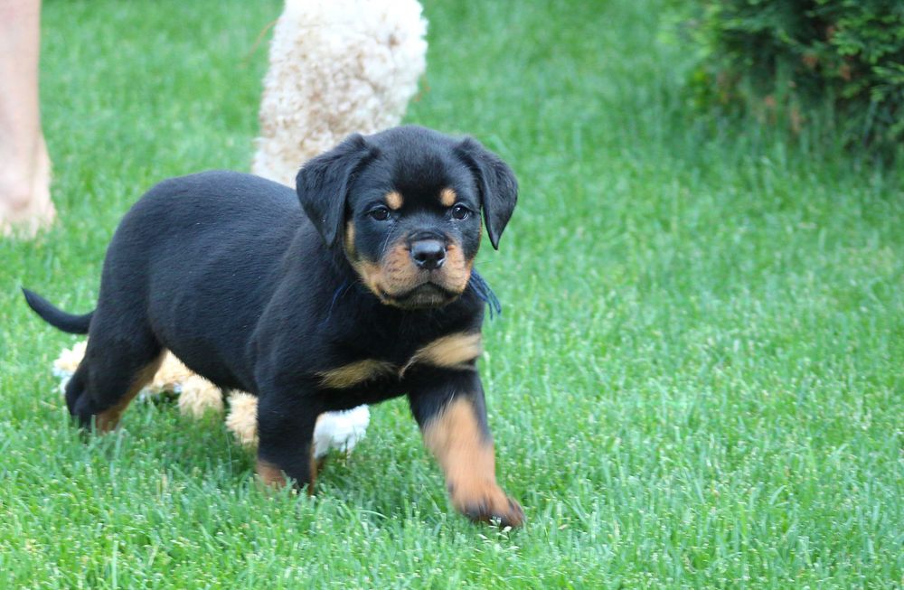 Ротвейлерята для кращих власників