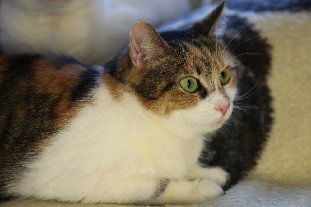 Шукаємо родину для кицюні