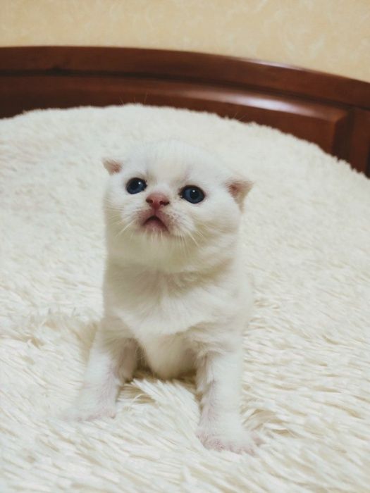 Вязка кота     .