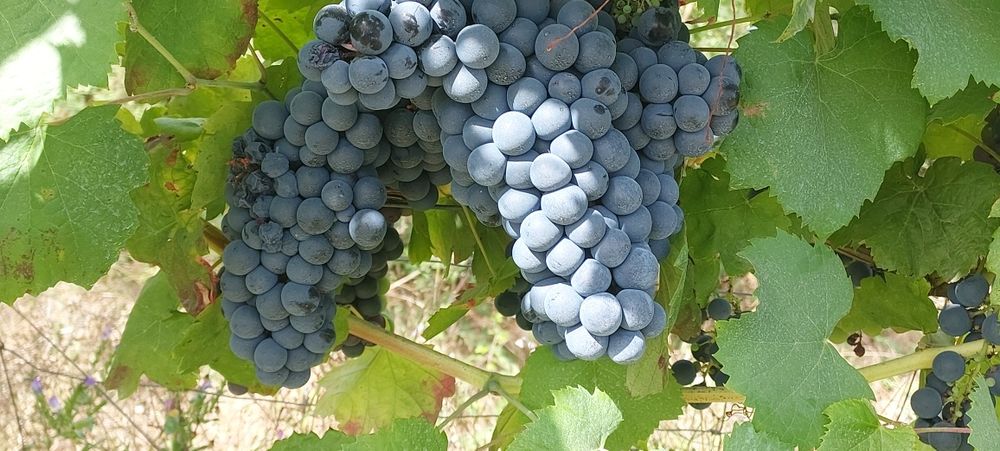 Uvas para vinho verde -Amarante