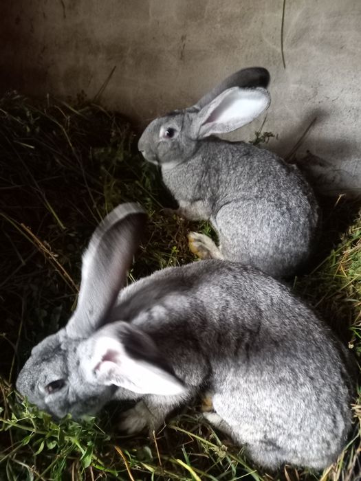 Продам кролі європейська шиншила. Є самці та самки.