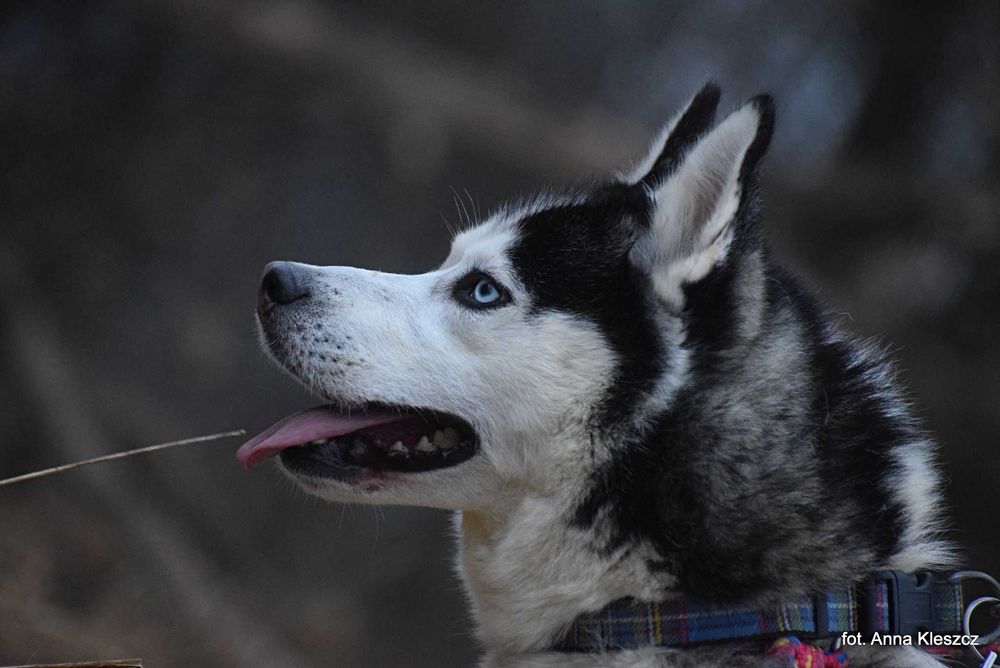 Azurro - młody pies w typie siberian husky adopcja