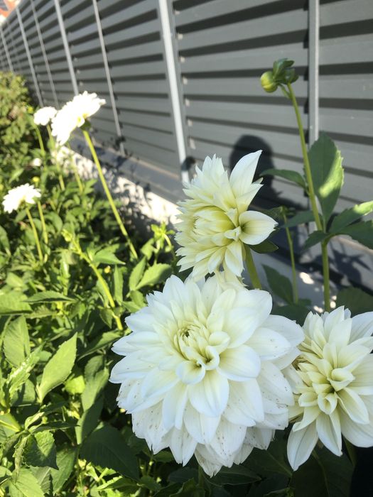 Корені великоквіткових жоржин