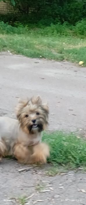 Веселий хлопчик йорка Жорік