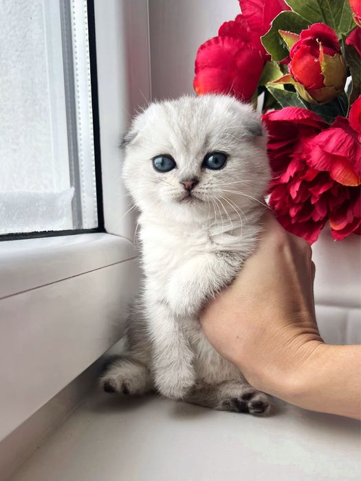 Срібна висловуха шиншила, шотландські кошенята, котики