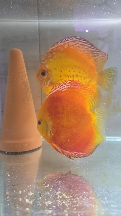 Dyskowce paletki red melon 12cm