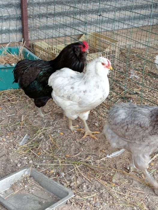Ovos férteis de araucanas