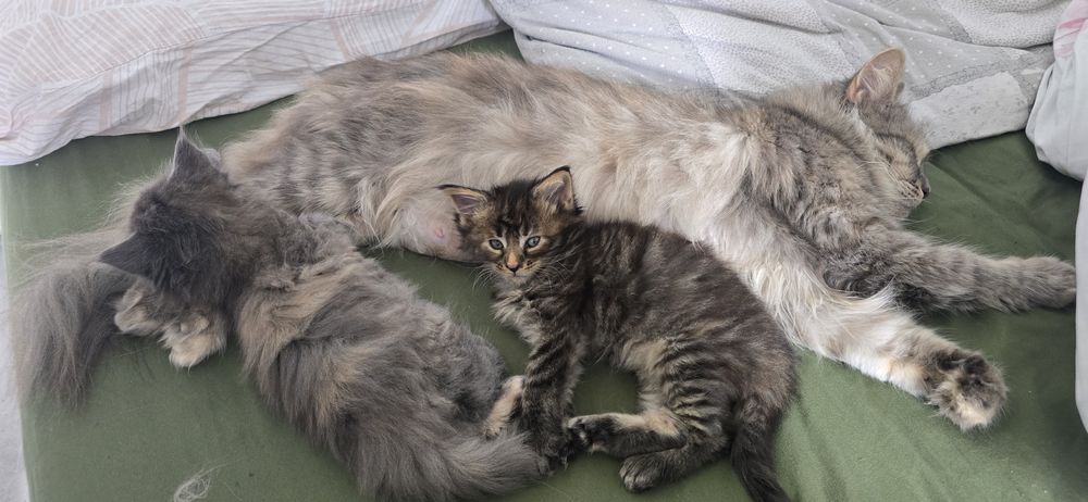 Kotka maine coon