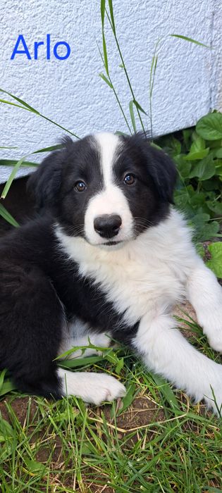 Border Collie szczeniak