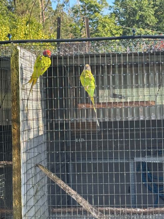 casal de cabeca de ameixa aves adultas reprodutores