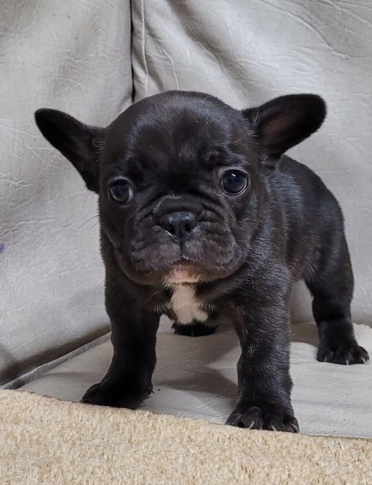 Цуценята французького бульдога