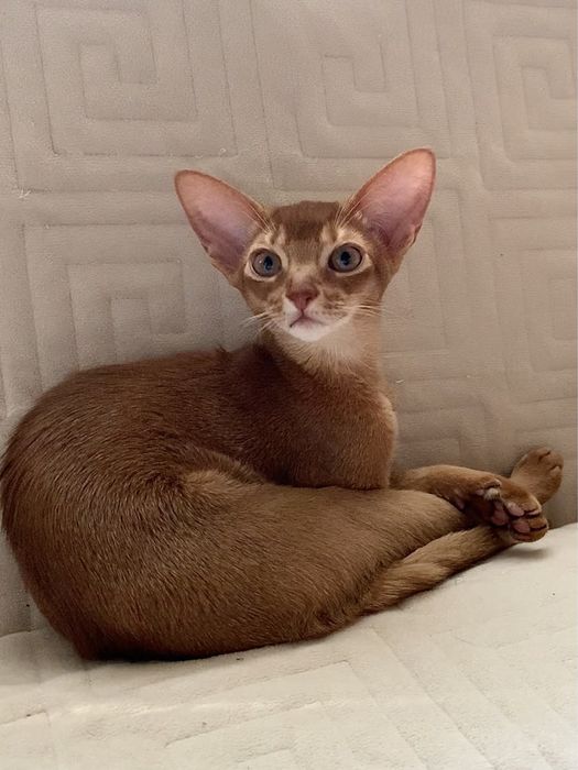 Абиссинские Рыжики !!!