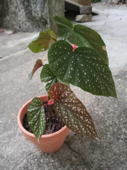 Begônia em idade de floração