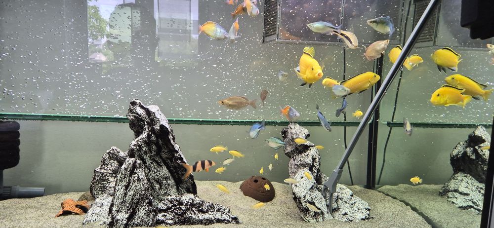 Pyszczak Yellow Labidochromis