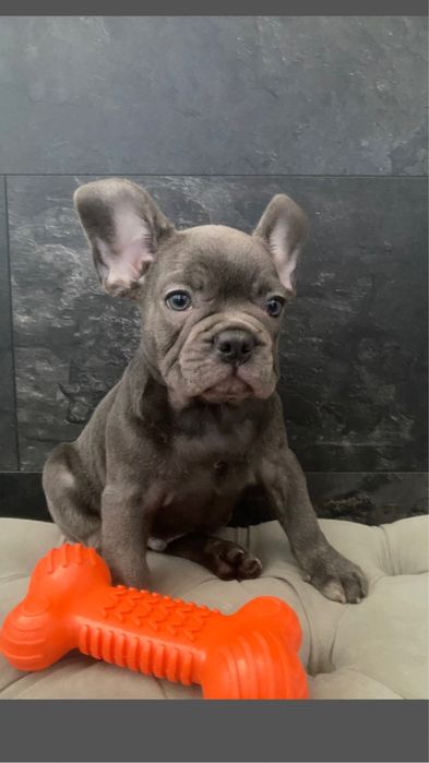 Ніжний хлопчик,блакитний французський бульдог, ліпший друг