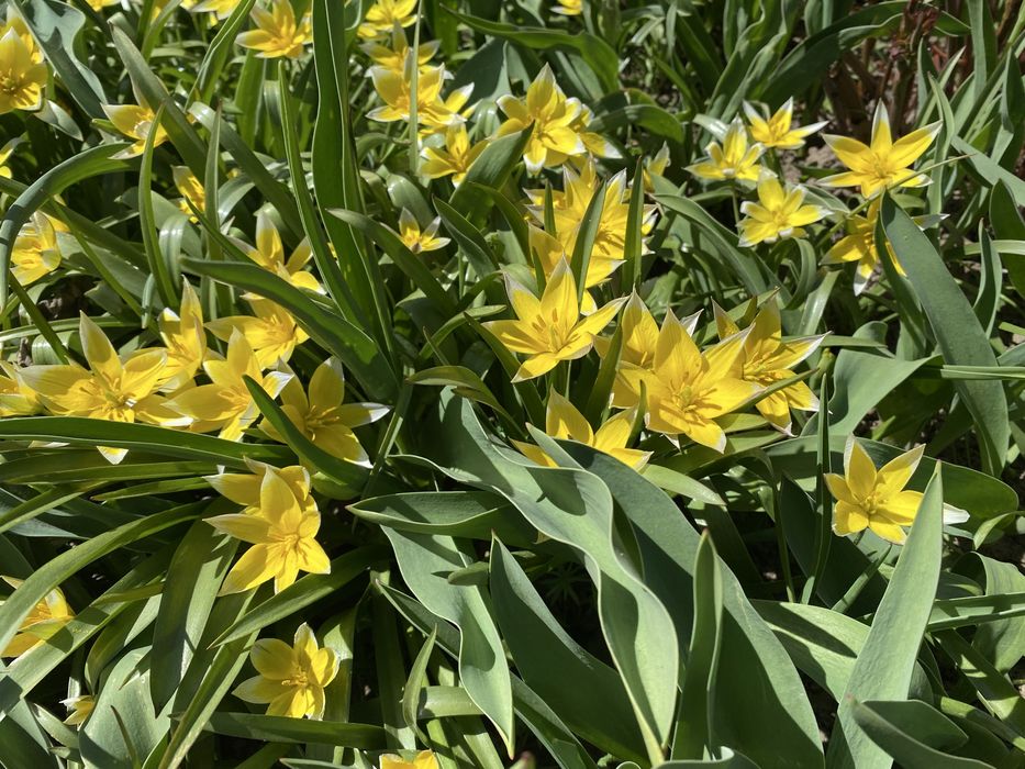 Тюльпан ботанічний жовтий