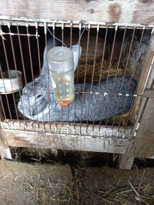 Sprzedam młode króliki