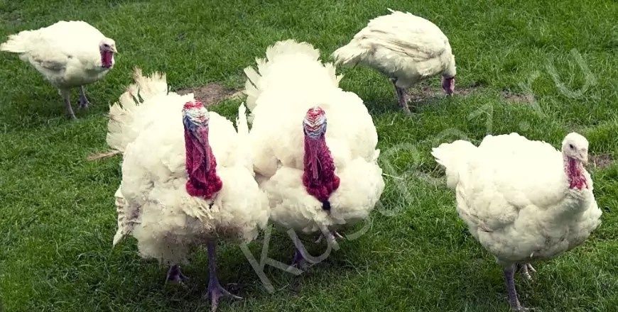 Інкубаційне яйце індиків