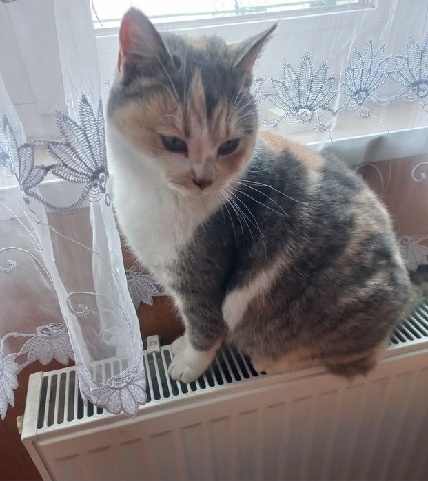 Адель проситься в сім'ю