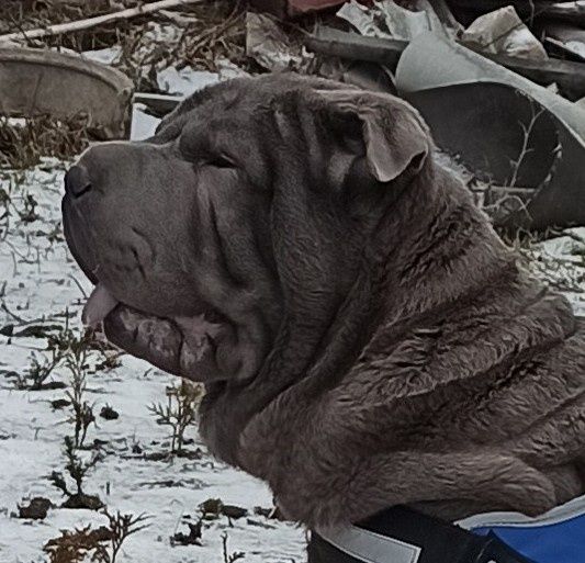 Мне 4 месяца я Шар-пей