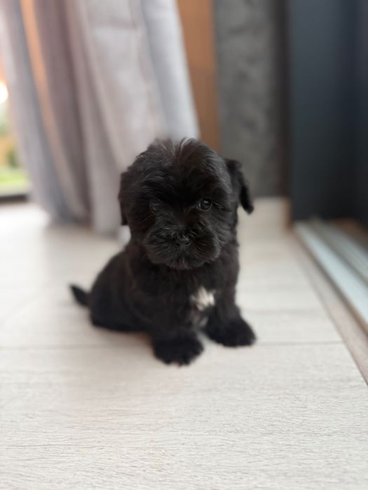 Szczeniaki morkie